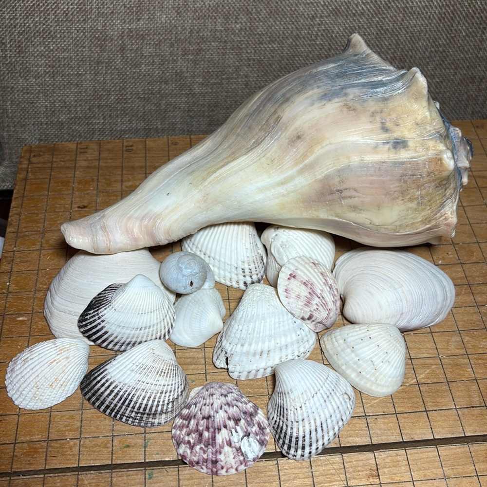 Large Whelk Shell 7.75”Lx4.75”Wx3.5”H w Mixed Seashell Collection